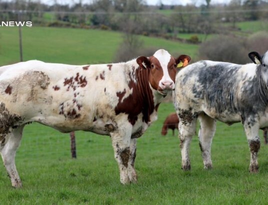The farming community in Carrigallen is gearing up for Jim Heery's Annual Weanling Heifer Sale, offering 60 exceptional homebred heifers, with full breeding details, catalogue, and lot numbers available soon. Online bidding is available, so save the date - Saturday, April 15th, 2023, at 1pm at the Carrigallen Mart - and join in the excitement!