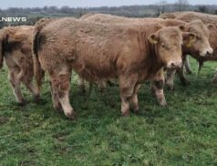 Gort Mart Hosts Impressive Charolais Weanling Show & Sale on 23rd March - Don't Miss Out!