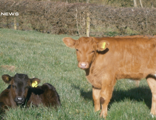 Calf Sale at Gortatlea Mart: Monday 13th March