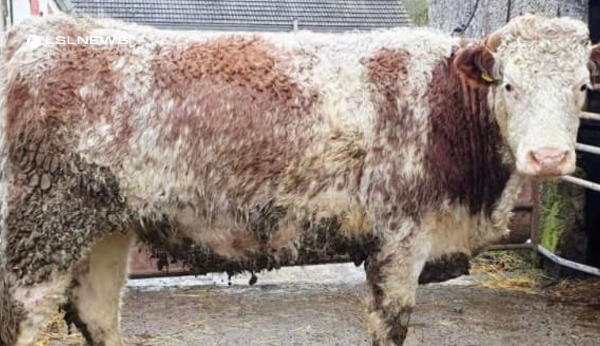 Exceptional Shorthorn and Shorthorn X In-Calf Heifers for Sale at Carnaross Mart on Tuesday, 14th March - Don't Miss Out!