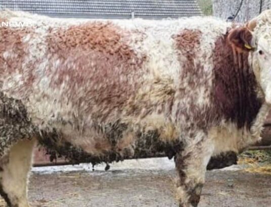 Exceptional Shorthorn and Shorthorn X In-Calf Heifers for Sale at Carnaross Mart on Tuesday, 14th March - Don't Miss Out!
