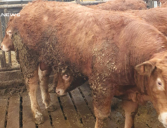 Quality Cattle for Sale at Cootehill Mart - Don't Miss Out on These Limousin Bulls on Wednesday, 15th Mart