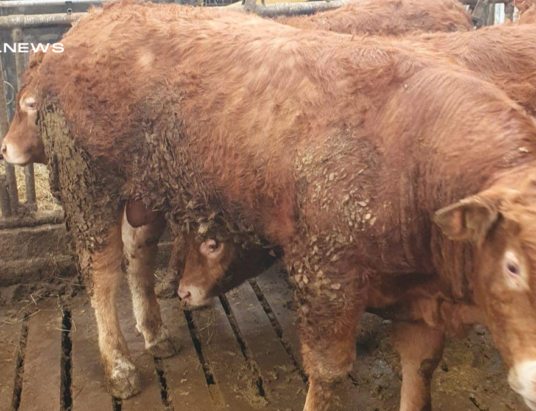 Quality Cattle for Sale at Cootehill Mart - Don't Miss Out on These Limousin Bulls on Wednesday, 15th Mart