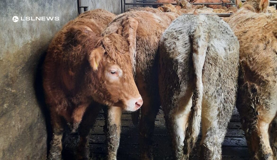 Ballinasloe Mart Cattle Sale on Wednesday 15th March – Top Quality Continental Bullocks for Auction