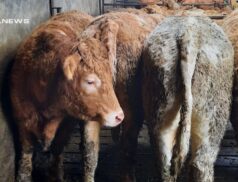 Ballinasloe Mart Cattle Sale on Wednesday 15th March – Top Quality Continental Bullocks for Auction