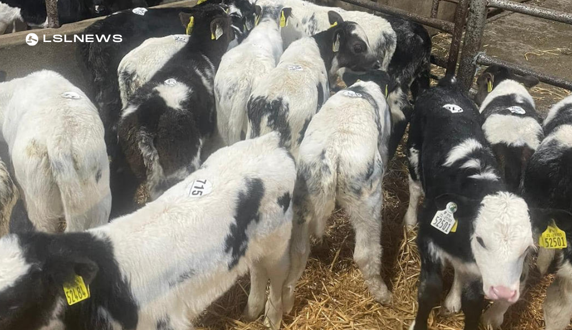 Special Suck Calf Sale - Buyer Prizes at Cootehill Mart on Wednesday, 15th March
