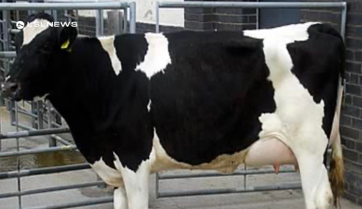 Carnew Mart's Dairy Sale - Top-Quality Freshly Calved Heifers and Friesian Heifers for Sale on Thursday, 16th March