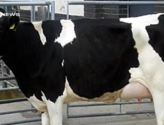 Carnew Mart's Dairy Sale - Top-Quality Freshly Calved Heifers and Friesian Heifers for Sale on Thursday, 16th March
