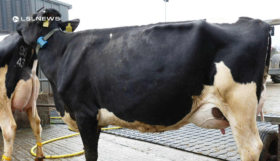 Carnaross Dairy Sale: A Showcase of Top-Notch Heifers for the Discerning Dairy Farmer