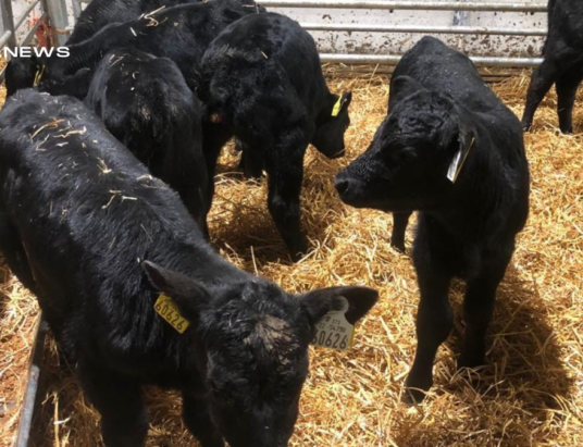 Cattle Sale at Inishowen Mart on Monday 13th March