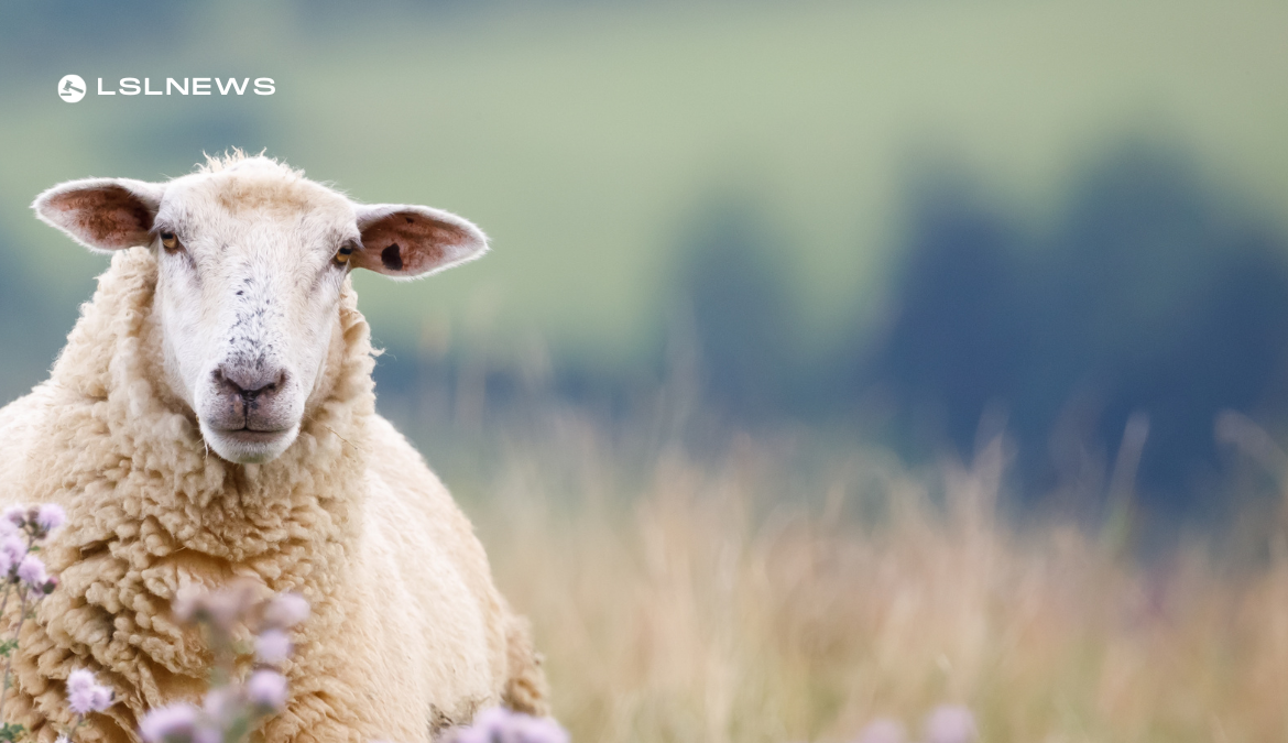 LSL Select Price Report – Sheep Mart – 13/03/2023