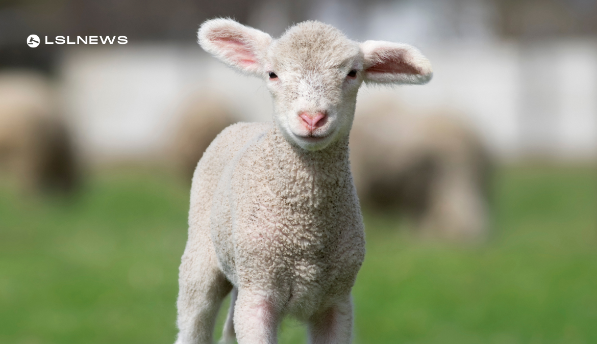 Sheep Sale at Dungannon Farmers' Mart today, Thursday 9th March