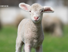 Sheep Sale at Dungannon Farmers' Mart today, Thursday 9th March