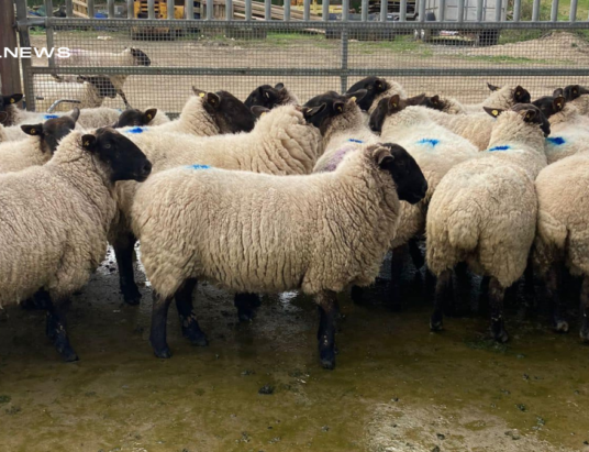 Carnew Mart Sheep Sale on Thursday, 9th March : A Must-Attend Event for Sheep Farmers
