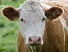 LSL Select Price Report – Cattle Mart 28/02/2023