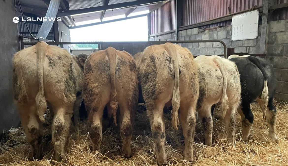 Headford Mart Offers 34 High-Quality Bulls and Heifers on Saturday, 4th March