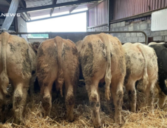 Headford Mart Offers 34 High-Quality Bulls and Heifers on Saturday, 4th March