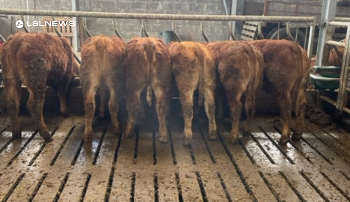 Invest in Top-Quality Weanling Heifers at Ballinasloe Mart Weanling Sale 4th March