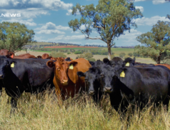 LSL Select Price Report – Cattle Mart 08/03/2023