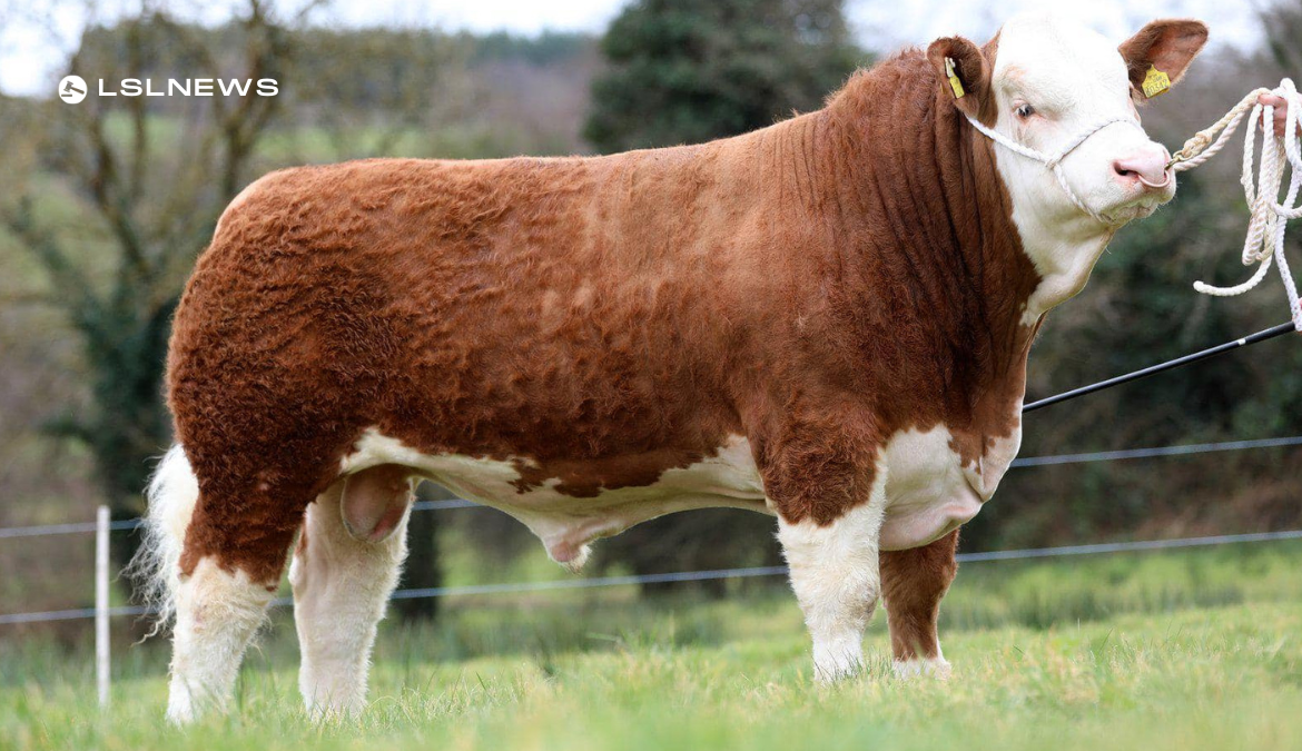 Simmental Premier Sale in Roscommon on 25th March - High-Quality Bulls for Sale