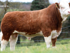 Simmental Premier Sale in Roscommon on 25th March - High-Quality Bulls for Sale