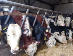 Mid Kerry Mart to host Weanling, Bulls & Heifers Sale on Saturday, 4th March