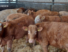 Quality Cattle Sale at Carnew Mart - Saturday 4th March