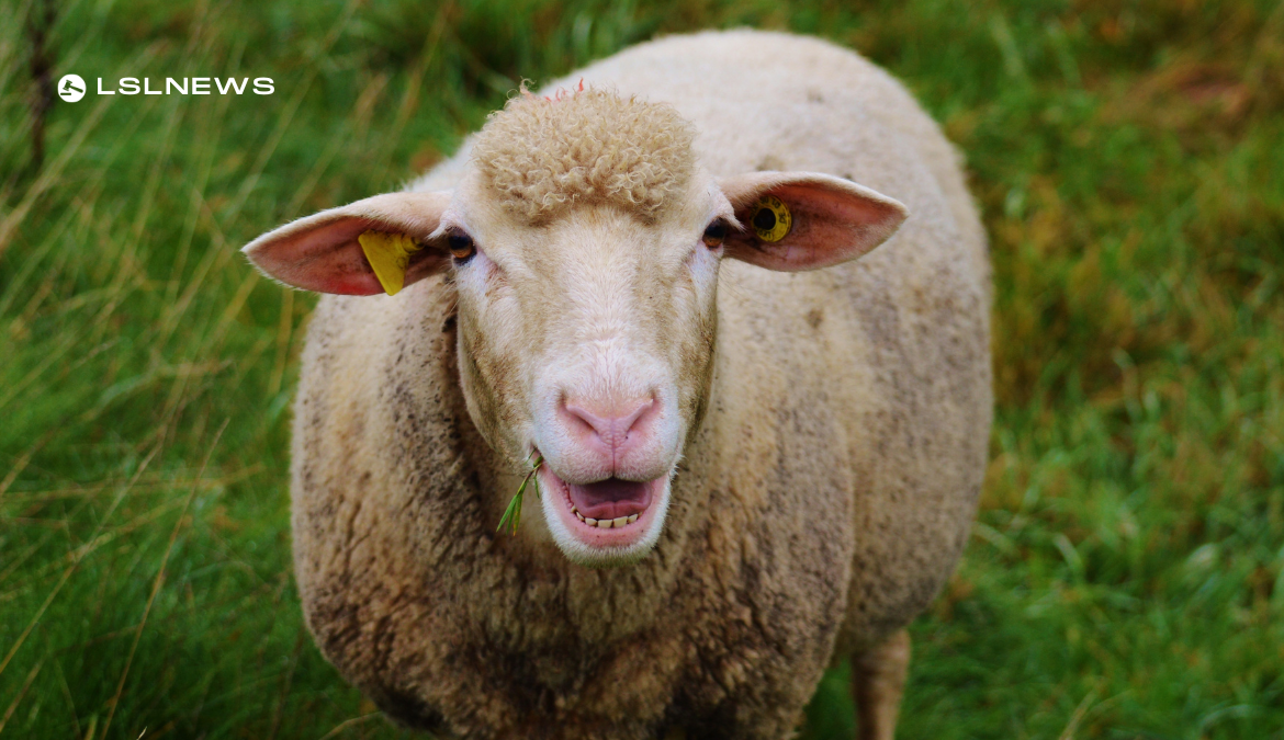 Sheep Sale at Brockagh Cloghan Mart on Monday 6th March: A Thriving Business Opportunity
