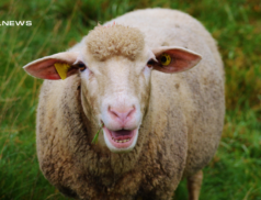 Sheep Sale at Brockagh Cloghan Mart on Monday 6th March: A Thriving Business Opportunity