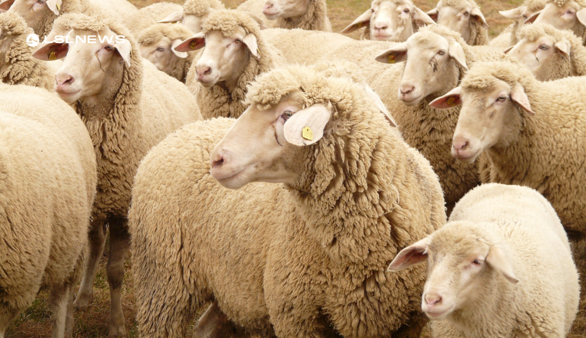 LSL Select Price Report – Sheep Mart – 08/03/2023