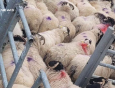 Special Sale at Cootehill Mart: The Best Deals on In-Lamb Ewes on Thursday, 9th March