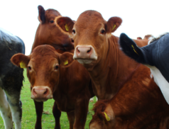 LSL Select Price Report – Cattle Mart Saturday 04/03/2023