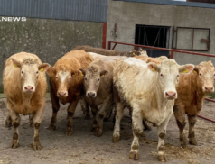 Roscommon Mart's March 3rd Sale: 44 Pens of Heifers and Dry Cows up for Auction