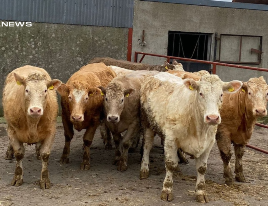 Roscommon Mart's March 3rd Sale: 44 Pens of Heifers and Dry Cows up for Auction
