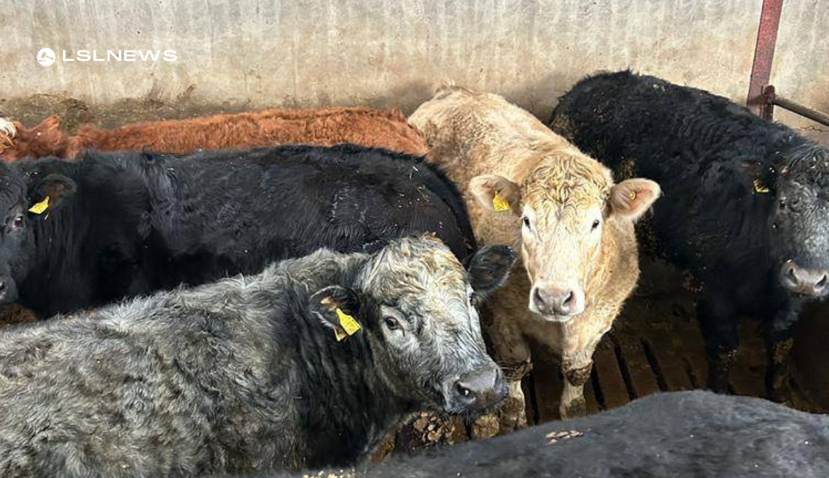 Top-Quality Char/Lim Bullocks for Sale at Draperstown Mart on Saturday, 4th March