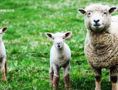LSL Select Price Report – Sheep Mart – Saturday 04/03/2023