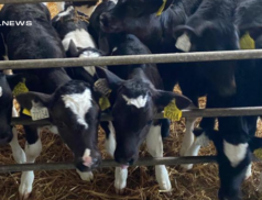 Get Ready to Bid on AI-Bred FR Heifer Calves at Dungarvan Mart: Special Entry on Thursday 02nd March