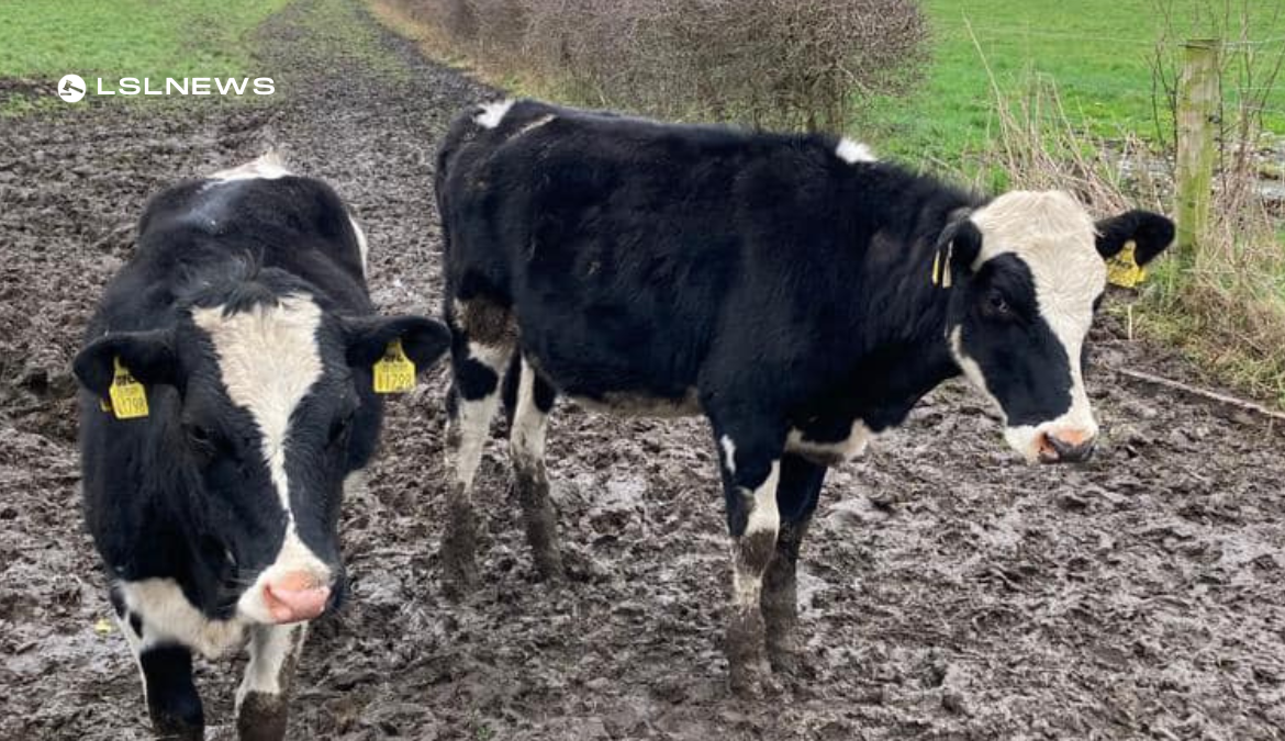 14 Well-Bred Maiden Heifers Up for Auction at Carnaross Mart's Open Dairy Sale on 8th March