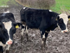 14 Well-Bred Maiden Heifers Up for Auction at Carnaross Mart's Open Dairy Sale on 8th March