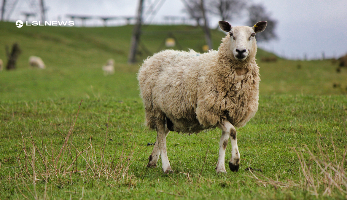 LSL Select Price Report – Sheep Mart – 28/02/2023
