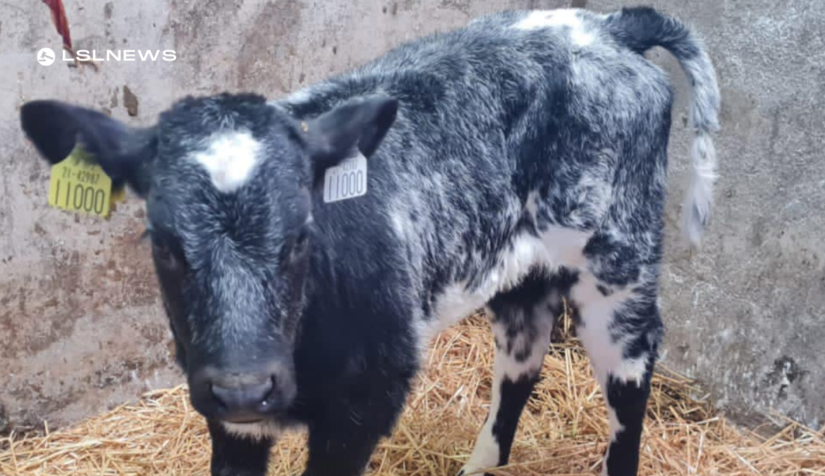 Belgian Blue Heifer Calves at Carrigallen Mart on Saturday, 11th March: A Must-Attend Sale for Cattle Breeders and Farmers