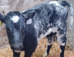 Belgian Blue Heifer Calves at Carrigallen Mart on Saturday, 11th March: A Must-Attend Sale for Cattle Breeders and Farmers
