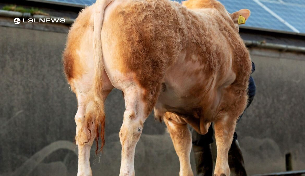 Premier British Blonde Cattle Auction at Dungannon Mart on 24th March: Online Bidding Accessible