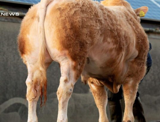 Premier British Blonde Cattle Auction at Dungannon Mart on 24th March: Online Bidding Accessible