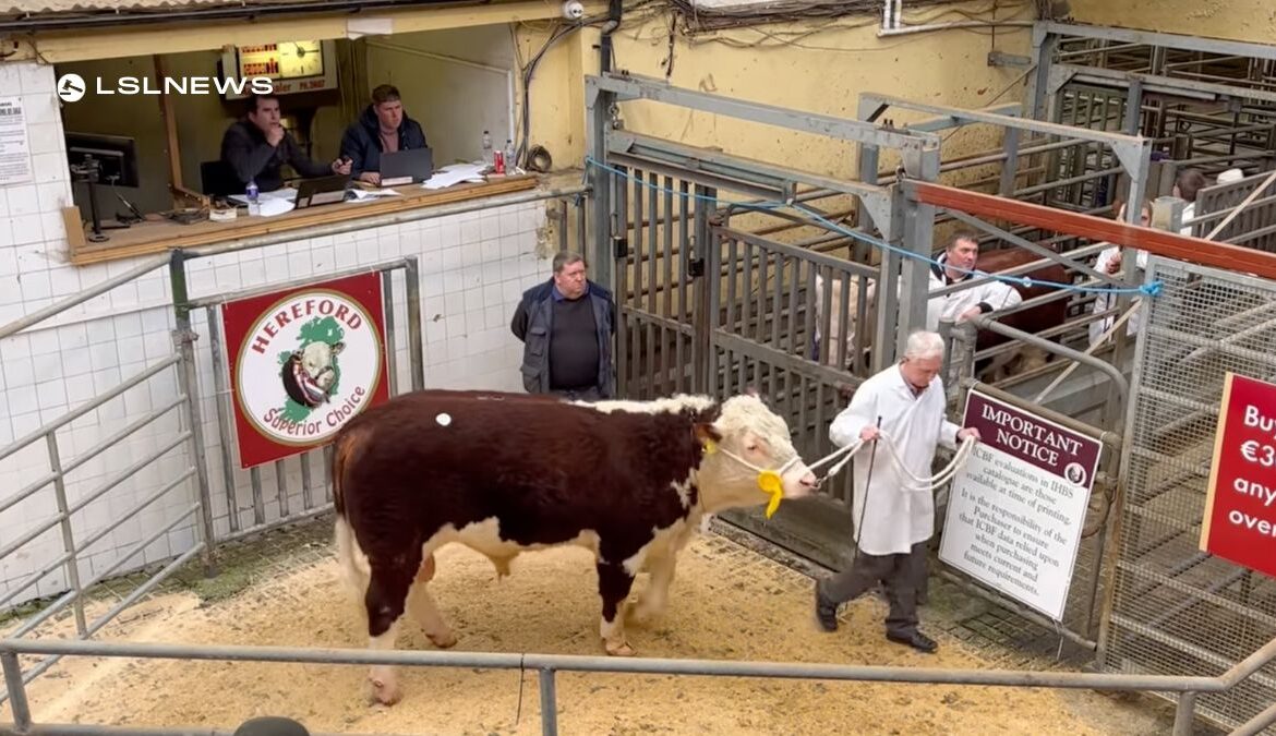 Premier Spring Hereford Show and Sale Breaks Records with Spectacular Animals and Competitive Auction last Saturday,25th March
