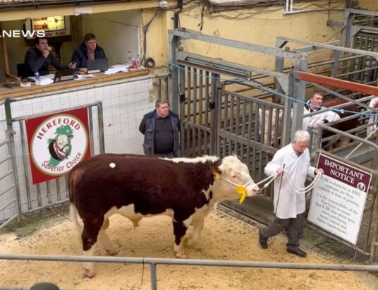 Premier Spring Hereford Show and Sale Breaks Records with Spectacular Animals and Competitive Auction last Saturday,25th March