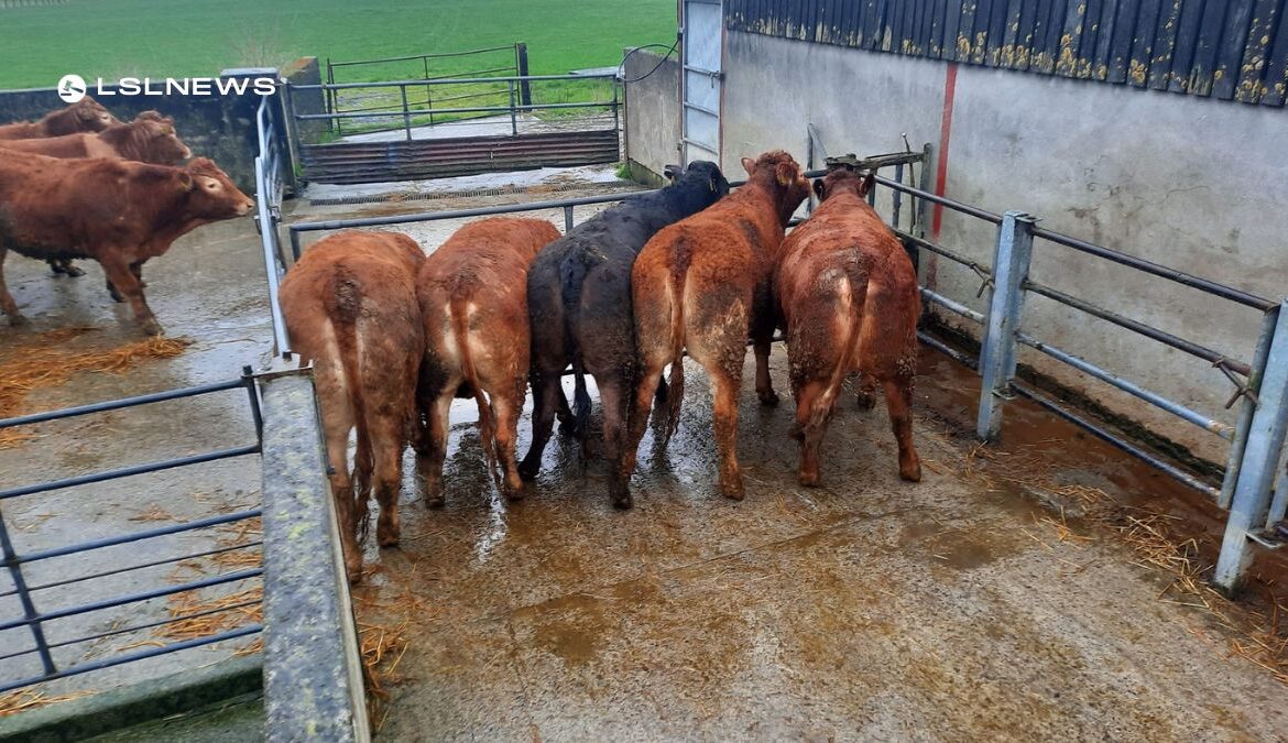 Premium Breeding Heifers on Offer at Roscommon Mart's Friday Sale - Secure Top-Notch Livestock for Your Herd