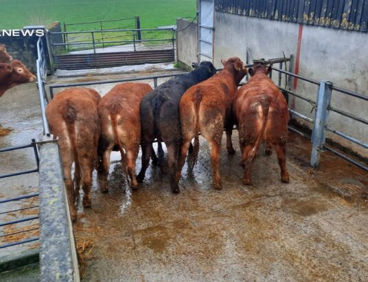 Premium Breeding Heifers on Offer at Roscommon Mart's Friday Sale - Secure Top-Notch Livestock for Your Herd