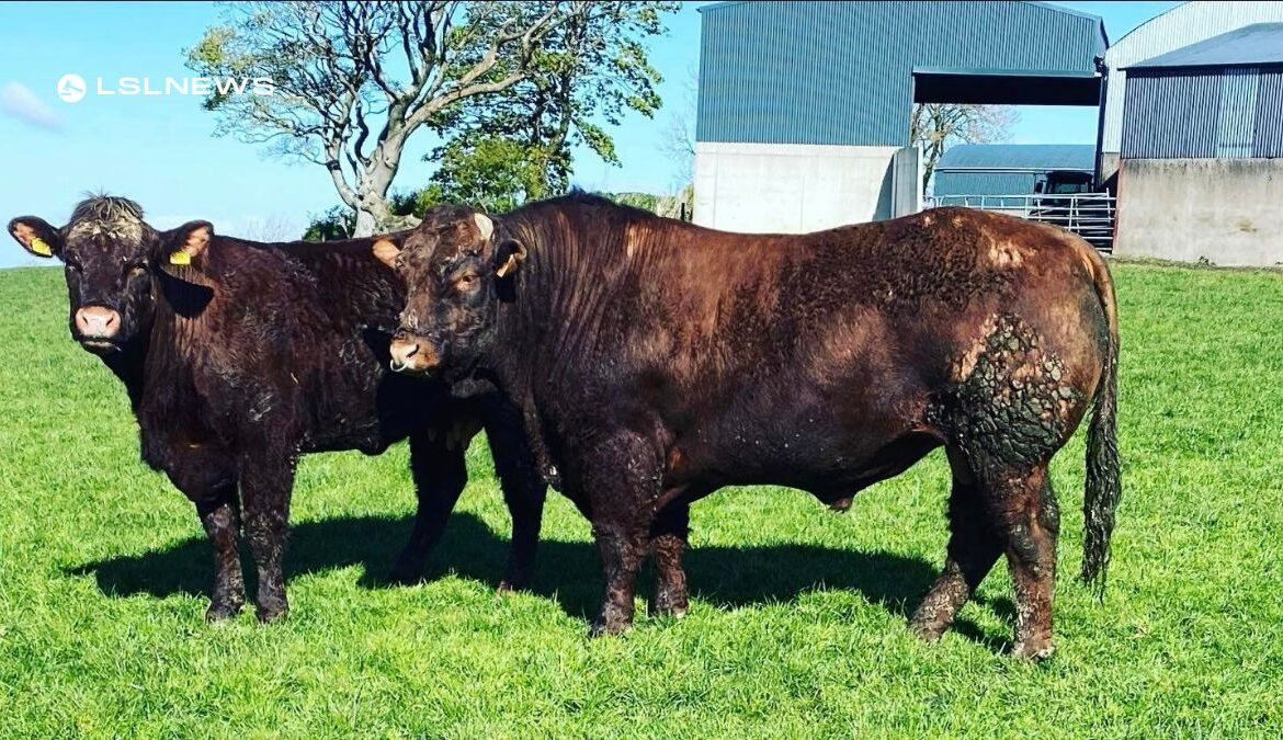 Revolutionise Your Herd's Calving Ease with Pedigree Salers Bulls at Dungannon Mart's on Friday 14th March
