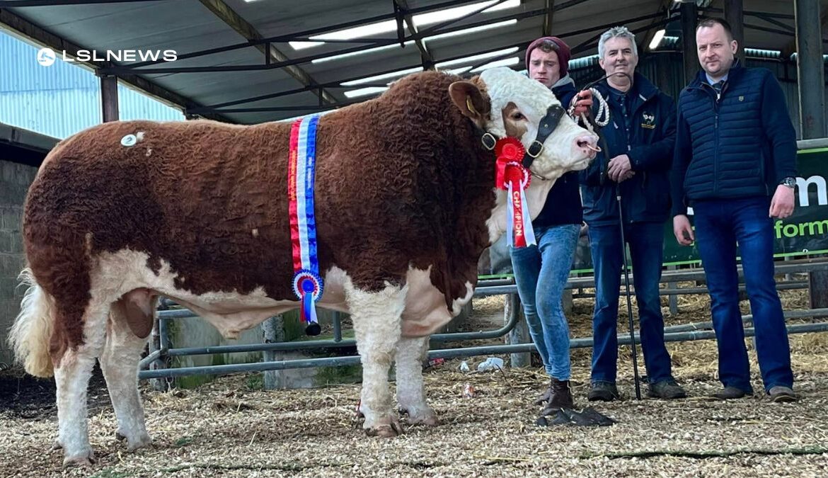 Sale Pedigree Simmental Cattle Event Brings Top-Quality Animals and Competitive Auction to Roscommon Mart